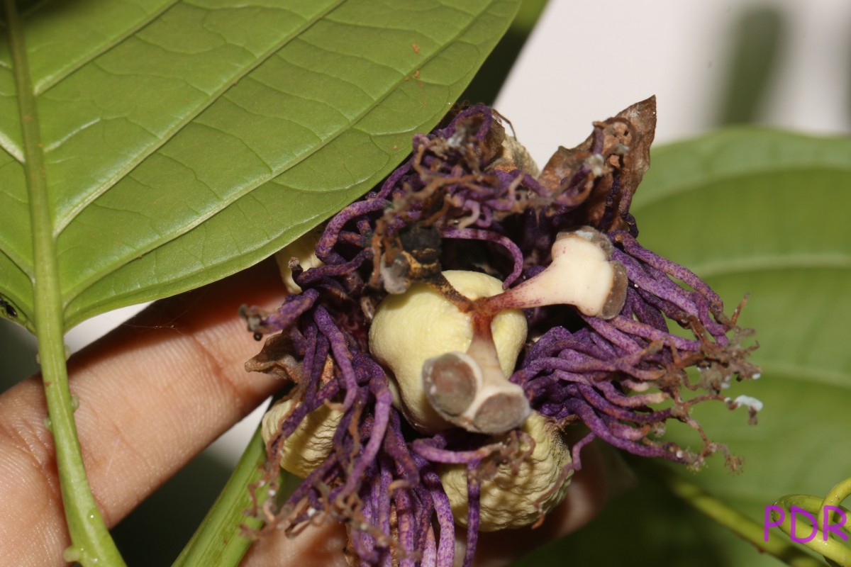 Passiflora quadrangularis L.